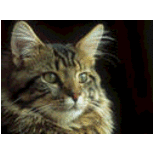 desert sono un mainecoon