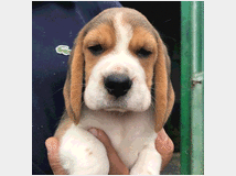 3724795 cuccioli beagle 