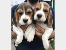 3724796 cuccioli beagle 