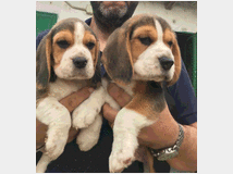 3724797 cuccioli beagle 