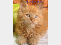 3743176 MAINE  COON