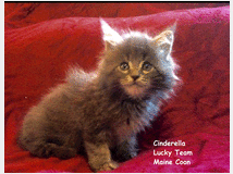 3743179 MAINE  COON