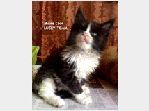 3743189 MAINE  COON