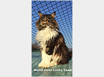 3743190 MAINE  COON