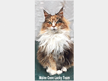 3743191 MAINE  COON