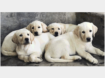 3760115 Cuccioli di Labrador