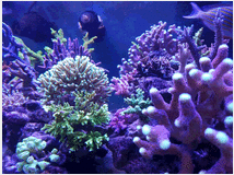 3761612 e coralli spa