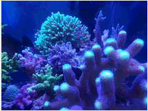 3761613 e coralli spa