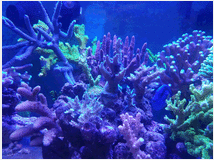 3761614 e coralli spa