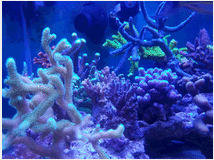 3761615 e coralli spa