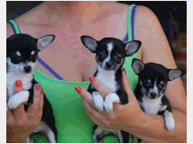 3771815  Chihuahua femminuccia
