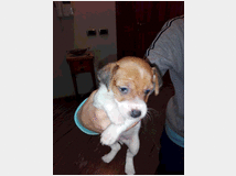 3792166 Jack Russell 