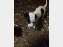 3795109 Jack russell 