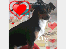3851282 in regalo Lilly..