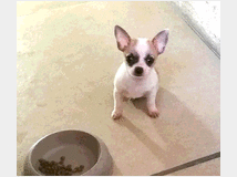 4019295 Chihuahua toy 