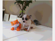 4019298 Chihuahua toy 