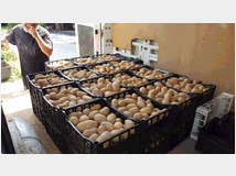 4347934 PATATE GIALLE 
