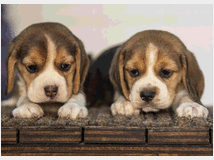 4958047 cuccioli beagle 