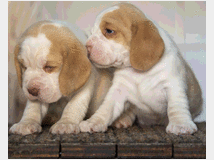 4958048 cuccioli beagle 
