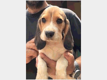 4962038 cucciolo beagle 