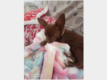 4987665 Chihuahua  