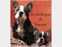 5016197 Cuccioli bulldog francese
