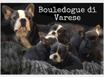 5016199 Cuccioli bulldog francese