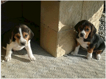 5026770 Beagle cuccioli di