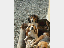 5026772 Beagle cuccioli di