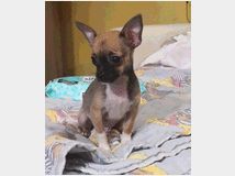 5029268 Cuccioli Chihuahua toy
