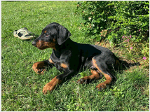 5050194 German pinscher-pedigree ENCI
