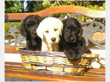 5064752 Labrador retriever cuccioli