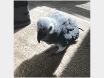 5132104 African Gray Parrot