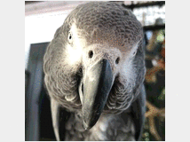 5132105 African Gray Parrot