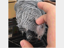 5132106 African Gray Parrot