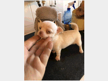 5147687 Chihuahua mini toy