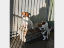 5233919 Jack Russell Terriers