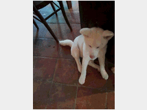5347021 Akita inu 