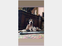 5347715 Alani