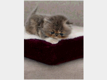 5348314 Splendidi cuccioli di