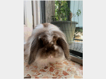 5349658 Coniglio testa di