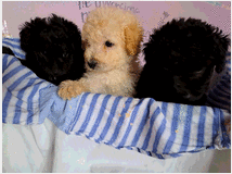 5350824 Barboncini nani