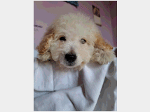 5350825 Barboncini nani