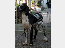 5350916 Cani alani tedeschi