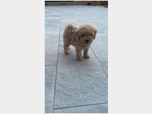 5351139 Barboncini nani