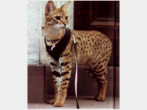 5351142 Gatti serval 