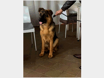 5352314 Cucciolo  di