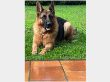 5352558 Pastore Tedesco