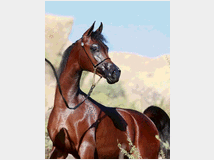 5352800 cavallo arabo