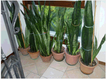 Magnifiche piante da arredo san sever